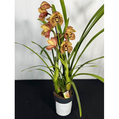 Cymbidium “Cooper”  1 haste Flor Grande 