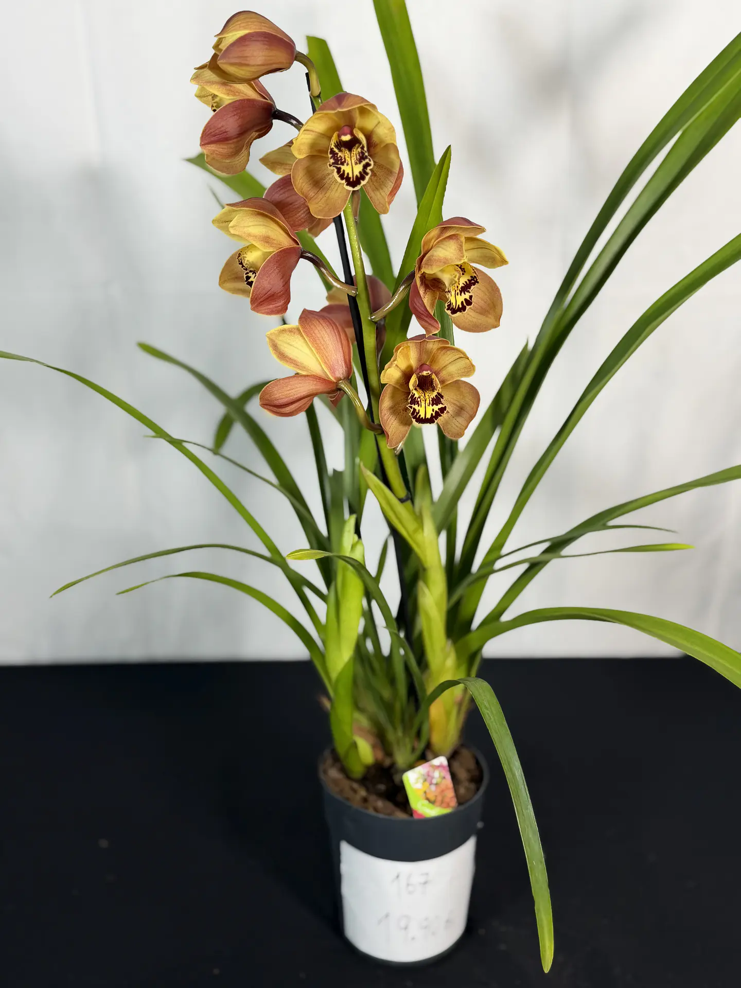 Cymbidium “Cooper”  2 hastes Flor Grande  1