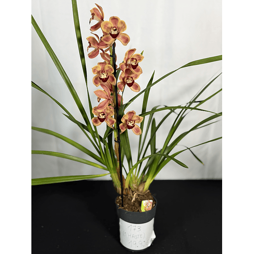 CYMBIDIUM “MÁXIMA” 1 HASTE 