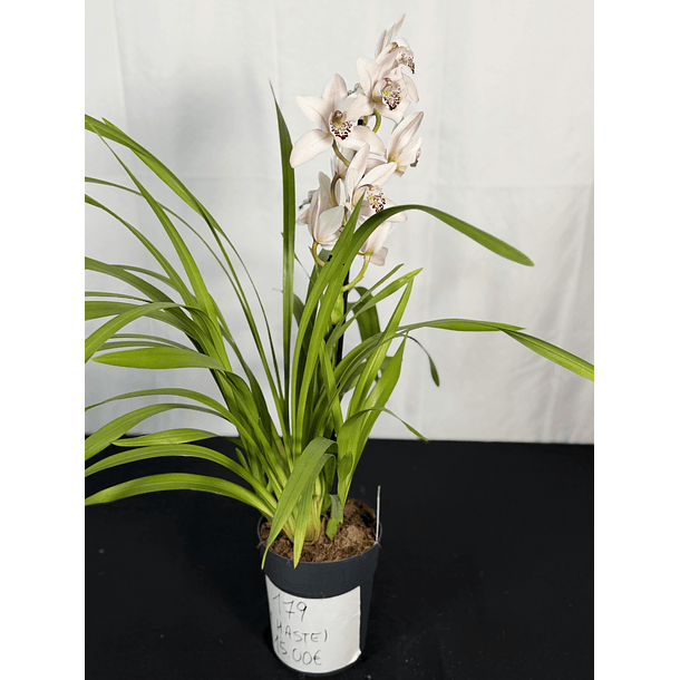 CYMBIDIUM BRANCO FLOR XXL 