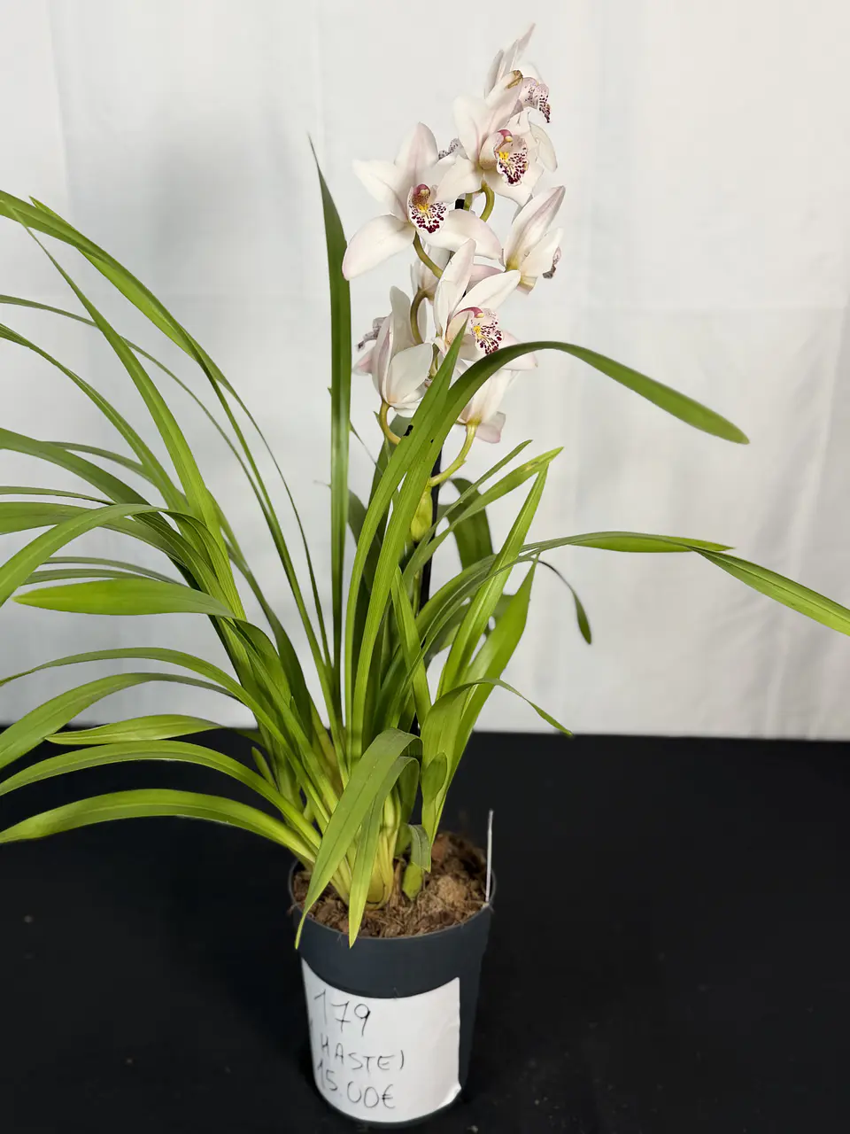 CYMBIDIUM BRANCO FLOR XXL  1