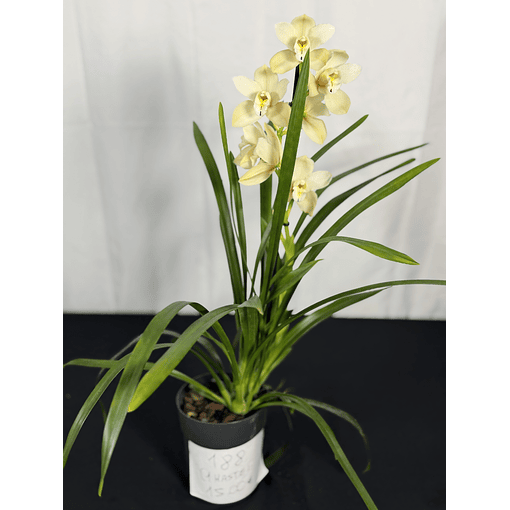 CYMBIDIUM BEGE 1 HASTE FLOR GRANDE 