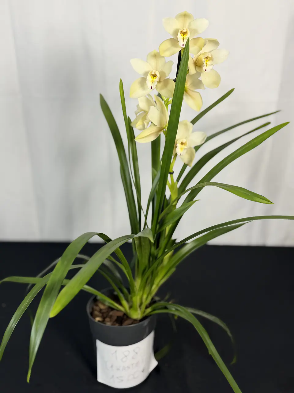 CYMBIDIUM BEGE 1 HASTE FLOR GRANDE  1