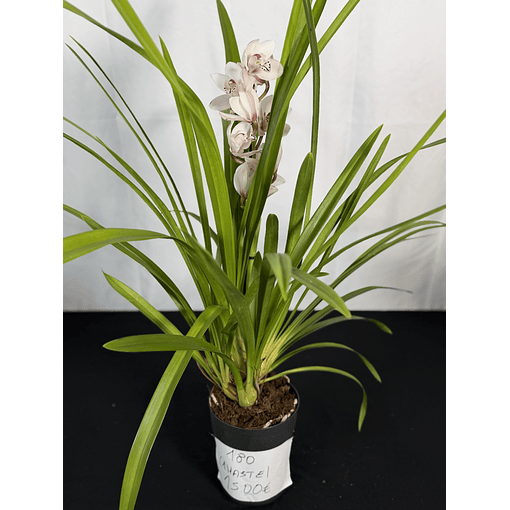 CYMBIDIUM BRANCO PINTINHAS 