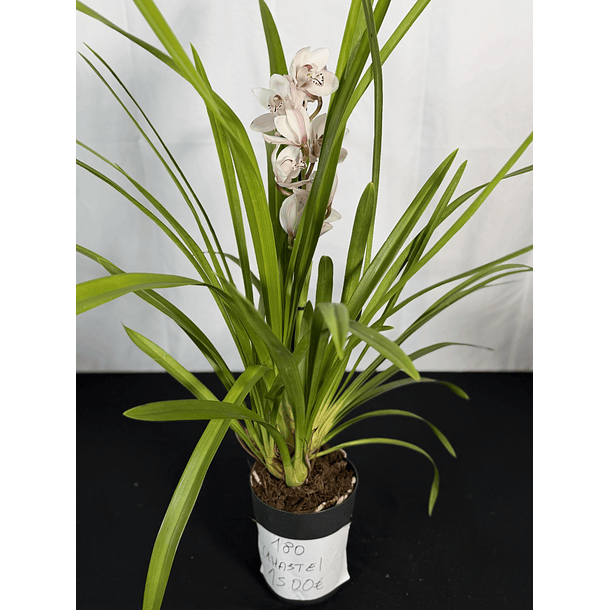 CYMBIDIUM BRANCO PINTINHAS 