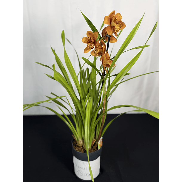 CYMBIDIUM 1 HASTE LARANJA MAJOLICA