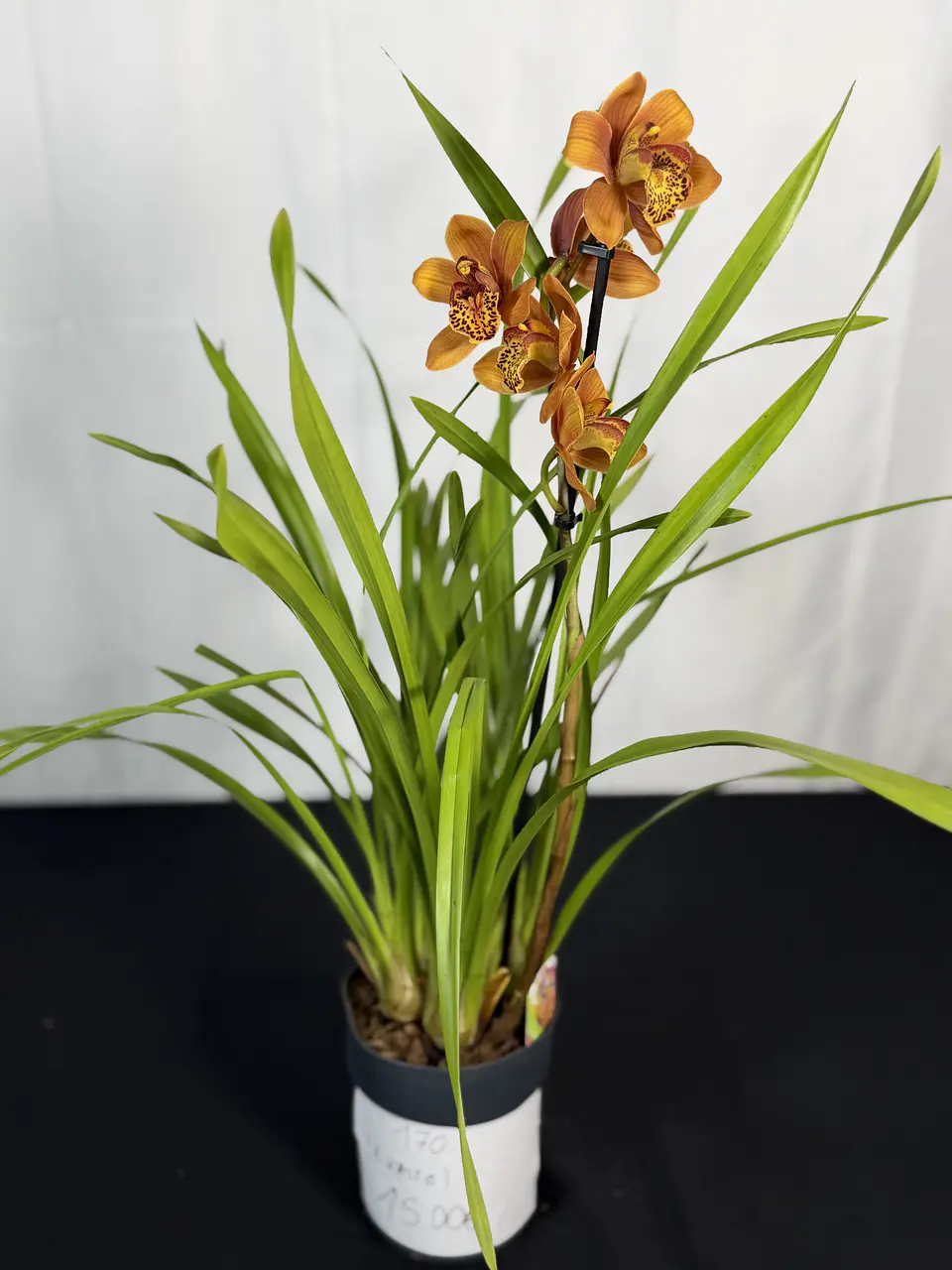 CYMBIDIUM 1 HASTE LARANJA MAJOLICA 1