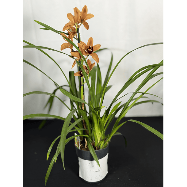 Cymbidium Laranja Aveludado “Hazel Flor” 