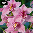 PACK 4 ou 8+1 oferta com 2–4 bolbos cada (envio grátis)  2