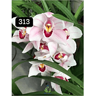 PACK 4 ou 8+1 oferta com 2–4 bolbos cada (envio grátis)  3