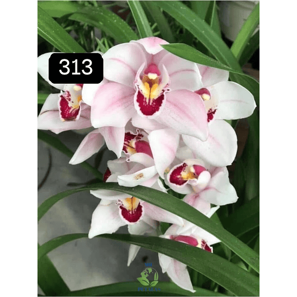 PACK 4 ou 8+1 oferta com 2–4 bolbos cada (envio grátis)  3