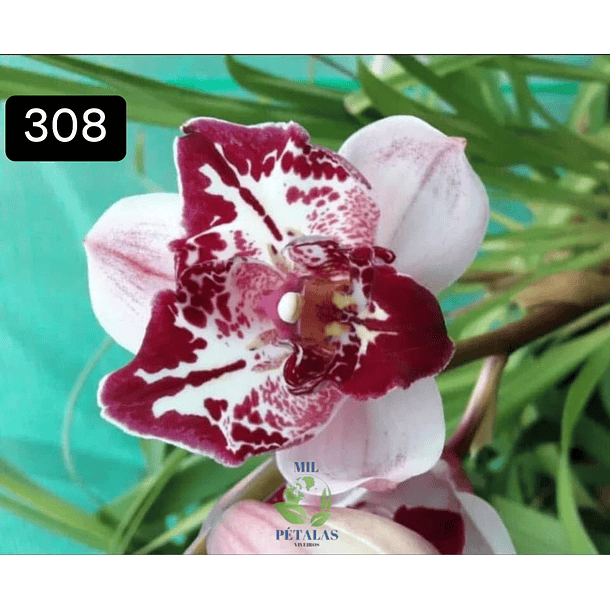 PACK 4 ou 8+1 oferta com 2–4 bolbos cada (envio grátis)  1