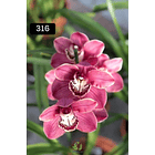 PACK 4 ou 8+1 oferta com 2–4 bolbos cada (envio grátis)  4