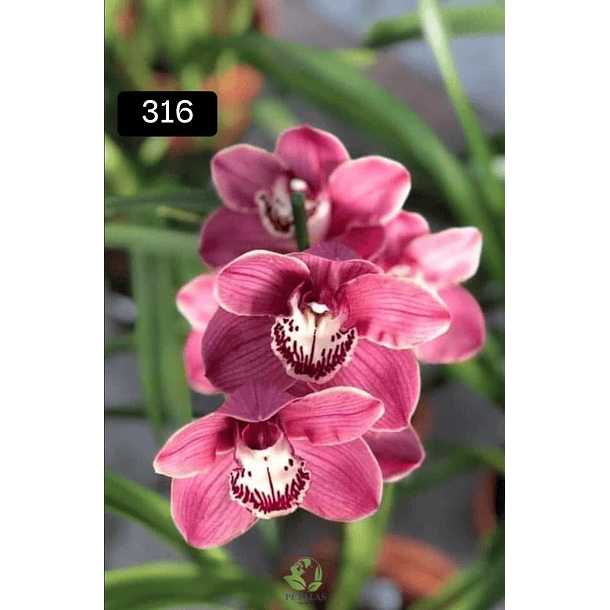 PACK 4 ou 8+1 oferta com 2–4 bolbos cada (envio grátis)  4