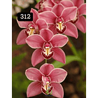 PACK 4 ou 8+1 oferta com 2–4 bolbos cada (envio grátis)  5