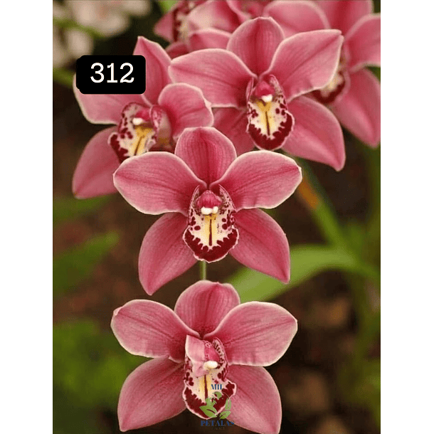 PACK 4 ou 8+1 oferta com 2–4 bolbos cada (envio grátis)  5