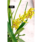 PACK 4 ou 8+1 oferta com 2–4 bolbos cada (envio grátis)  6