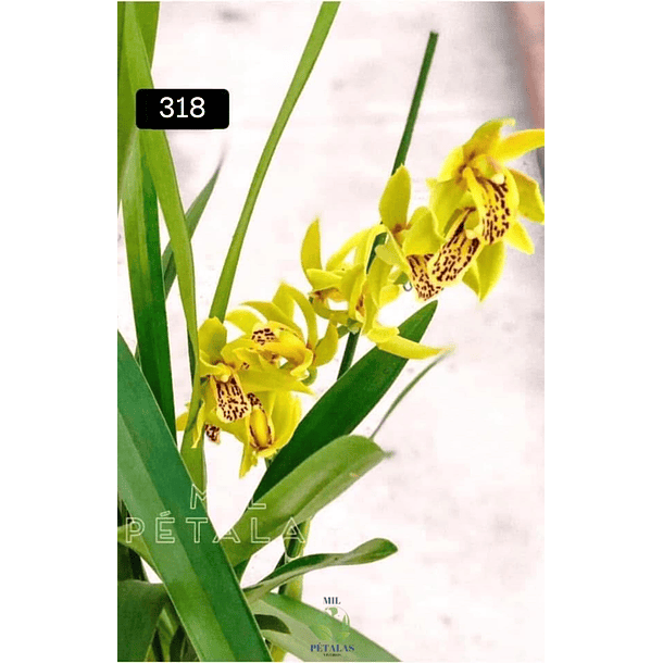 PACK 4 ou 8+1 oferta com 2–4 bolbos cada (envio grátis)  6