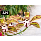 PACK 4 ou 8+1 oferta com 2–4 bolbos cada (envio grátis)  7