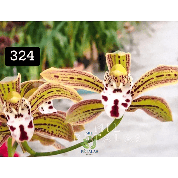 PACK 4 ou 8+1 oferta com 2–4 bolbos cada (envio grátis)  7