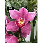 PACK 4 ou 8+1 oferta com 2–4 bolbos cada (envio grátis)  9