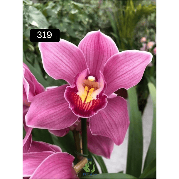 PACK 4 ou 8+1 oferta com 2–4 bolbos cada (envio grátis)  9