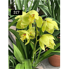 PACK 4 ou 8+1 oferta com 2–4 bolbos cada (envio grátis)  10