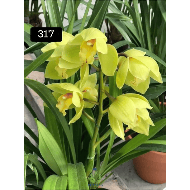 PACK 4 ou 8+1 oferta com 2–4 bolbos cada (envio grátis)  10