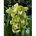 PACK 4 ou 8+1 oferta com 2–4 bolbos cada (envio grátis)  11