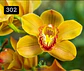 PACK 4 ou 8+1 oferta com 2–4 bolbos cada (envio grátis)  - Thumbnail 12