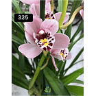 PACK 4 ou 8+1 oferta com 2–4 bolbos cada (envio grátis)  13