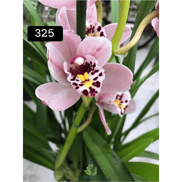 PACK 4 ou 8+1 oferta com 2–4 bolbos cada (envio grátis)  13