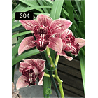 PACK 4 ou 8+1 oferta com 2–4 bolbos cada (envio grátis)  14