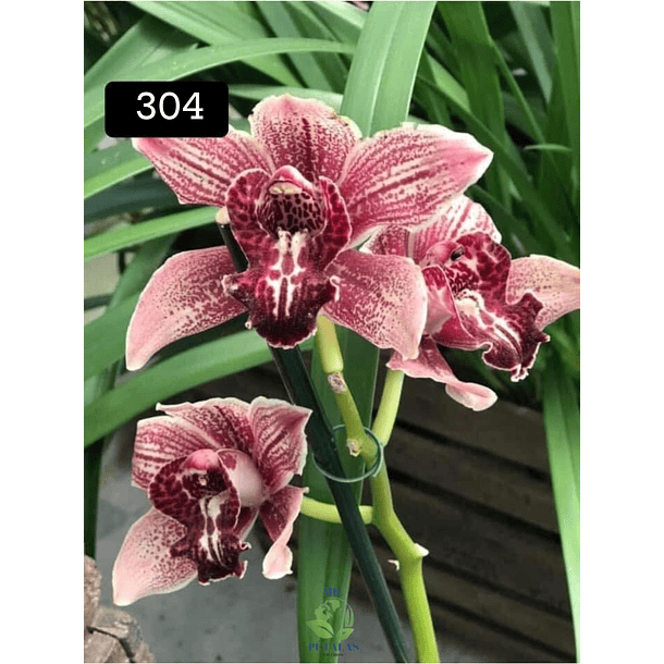 PACK 4 ou 8+1 oferta com 2–4 bolbos cada (envio grátis)  14