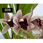 PACK 4 ou 8+1 oferta com 2–4 bolbos cada (envio grátis)  15