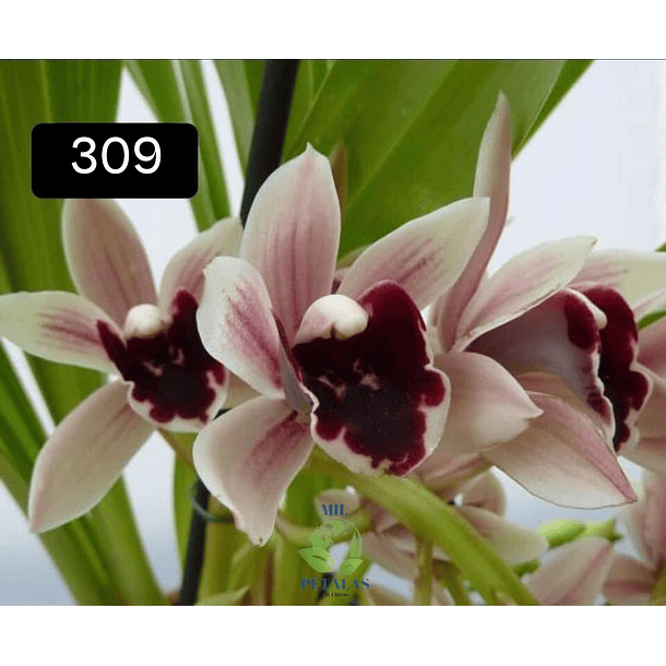 PACK 4 ou 8+1 oferta com 2–4 bolbos cada (envio grátis)  15