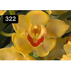 PACK 4 ou 8+1 oferta com 2–4 bolbos cada (envio grátis)  16