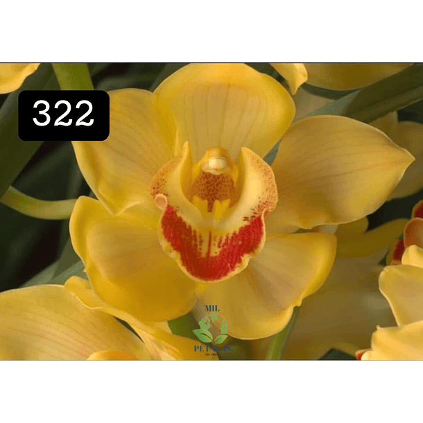 PACK 4 ou 8+1 oferta com 2–4 bolbos cada (envio grátis)  16