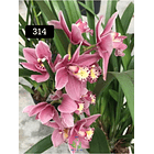 PACK 4 ou 8+1 oferta com 2–4 bolbos cada (envio grátis)  17