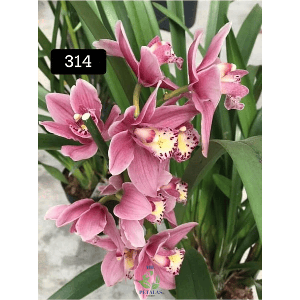 PACK 4 ou 8+1 oferta com 2–4 bolbos cada (envio grátis)  17