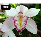 PACK 4 ou 8+1 oferta com 2–4 bolbos cada (envio grátis)  18