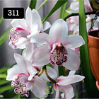 PACK 4 ou 8+1 oferta com 2–4 bolbos cada (envio grátis)  19