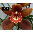 PACK 4 ou 8+1 oferta com 2–4 bolbos cada (envio grátis)  20