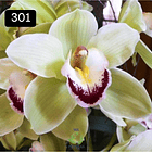 PACK 4 ou 8+1 oferta com 2–4 bolbos cada (envio grátis)  21