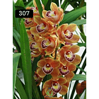 PACK 4 ou 8+1 oferta com 2–4 bolbos cada (envio grátis)  22