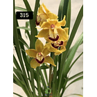 PACK 4 ou 8+1 oferta com 2–4 bolbos cada (envio grátis)  23