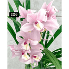 PACK 4 ou 8+1 oferta com 2–4 bolbos cada (envio grátis)  24