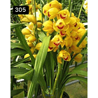 PACK 4 ou 8+1 oferta com 2–4 bolbos cada (envio grátis)  25