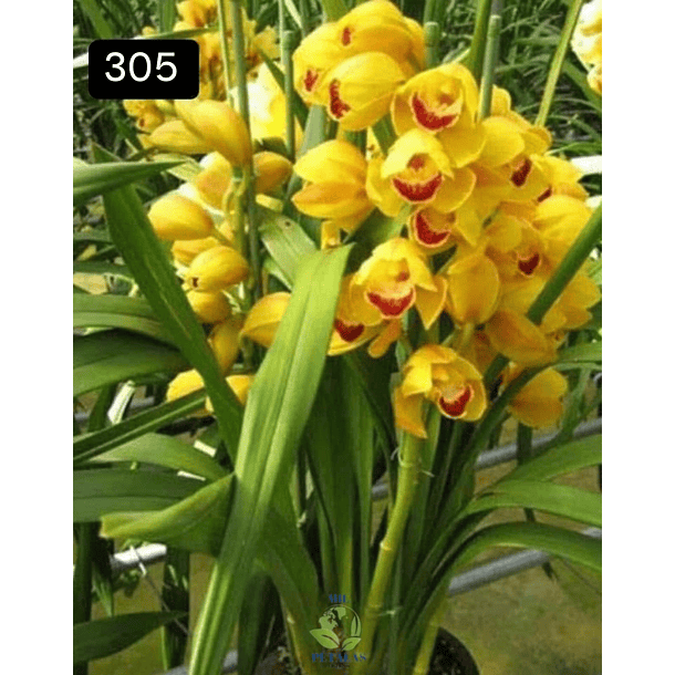 PACK 4 ou 8+1 oferta com 2–4 bolbos cada (envio grátis)  25