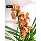 PACK 4 ou 8+1 oferta com 2–4 bolbos cada (envio grátis)  26